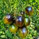 OCHRE VEIL TOMATO