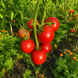 ROSE DE BERNE TOMATO