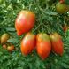 SANTA MARIA TOMATO