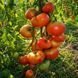 STEPHANIA TOMATO