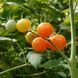 SUN SUGAR TOMATO
