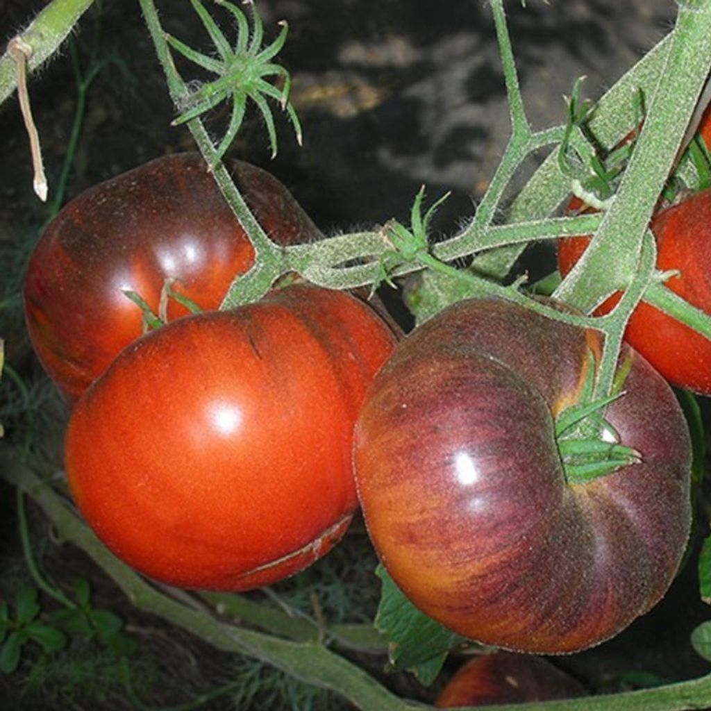 BLUE TOM — red-blue large-fruited
