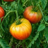 CHEROKEE PURPLE TOMATO