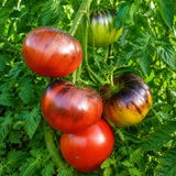 BLUE TOM TOMATO