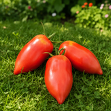 HEART FUDGE TOMATO