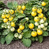 MICRO DWARF VENUS TOMATO