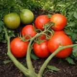 YULIANA TOMATO