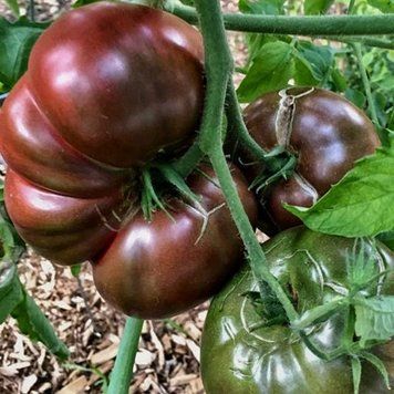 CHEROKEE PURPLE TOMATO
