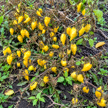 AJI LEMON