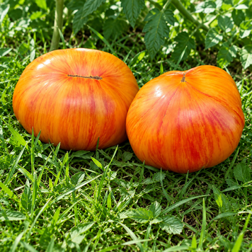 BEHIND THE WHEEL TOMATO