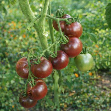 KARMA PINK MULTIFLORA TOMATO