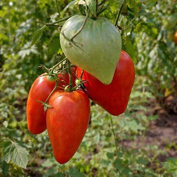 RED WOLF TOMATO