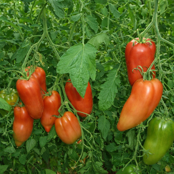 SAINT JEAN D&rsquo;ANGELY TOMATO