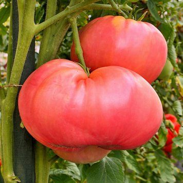 SLANKARD'S TOMATO
