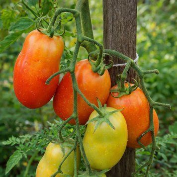 SUPER PEPPER TOMATO