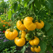 KAZAKH YELLOW TOMATO