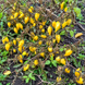 AJI LEMON