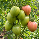 BELLA ROSINA TOMATO