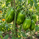 GEL TOMATO