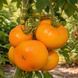 KAZAKH YELLOW TOMATO