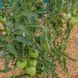 RED WOLF TOMATO