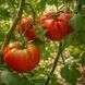 WES TOMATO