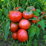 BLUE FRUIT TOMATO