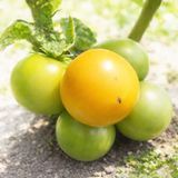 DWARF GRAMMA ELSIE TOMATO