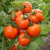 MARCHENSNACK TOMATO