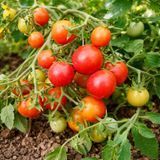 MICRO DWARF KOREAN RASPBERRY TOMATO