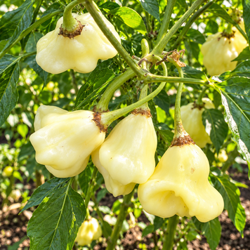 AJI WHITE FANTASY PEPPER