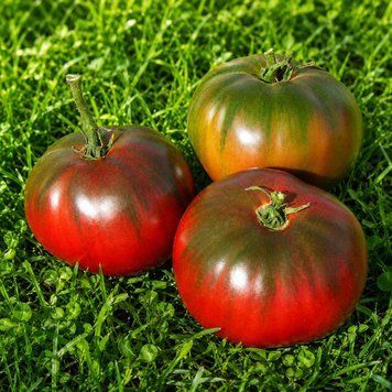 BLUE FRUIT TOMATO