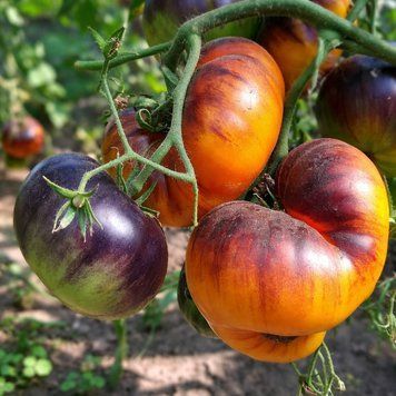 IMMUNE Р-20 TOMATO
