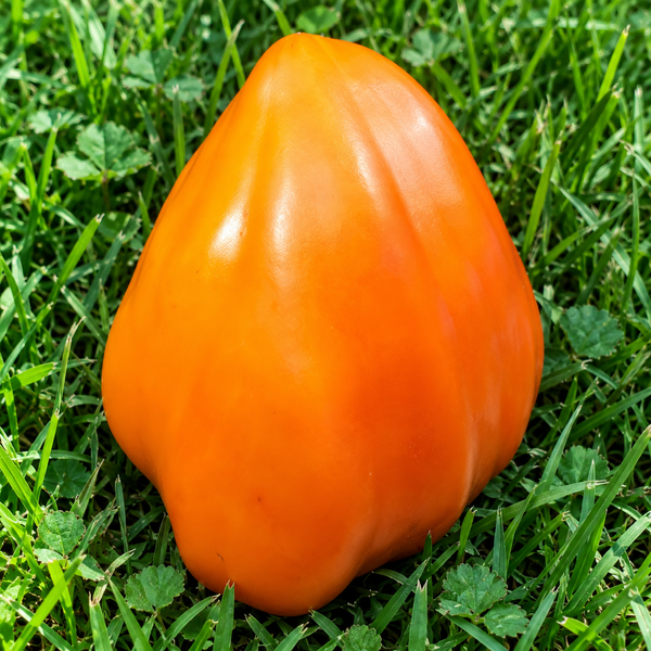INIMĂ PORTOCALIE PASAK (ORANGE HEART PASAK) 0185 foto