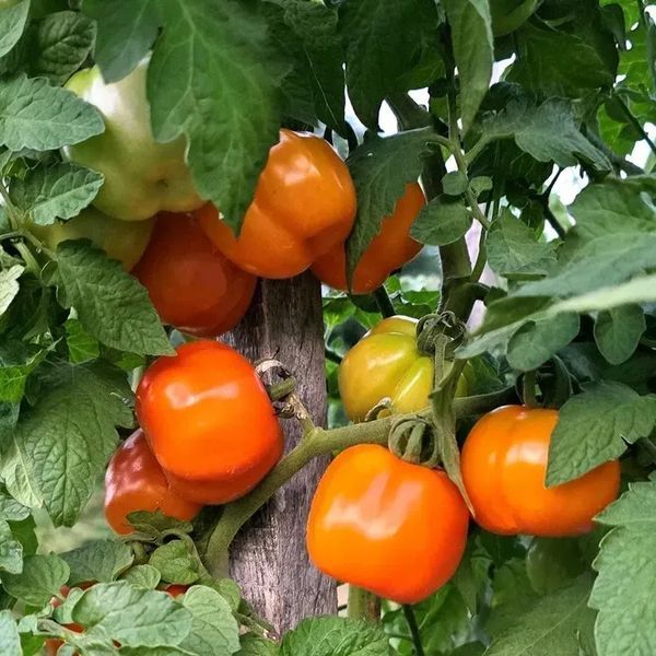 MARCHENSNACK TOMATO