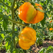CRESTA DI ORO TOMATO