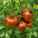 GIRL GIRL&rsquo;S WEIRD THING TOMATO