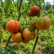 ROJO-VERDE OU BICOLORE DE JARL TOMATO