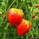 ANNA RUSSIAN TOMATO