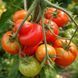 ALICE TOMATO