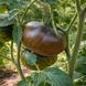 BELLE DU COLLEGE TOMATO