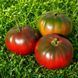 BLUE FRUIT TOMATO