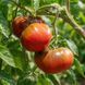 BRANDYWINE BLACK TOMATO