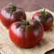 BRANDYWINE BLACK TOMATO