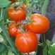 MARCHENSNACK TOMATO