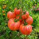 ROSE GOLD TOMATO