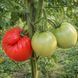 TAPS TOMATO