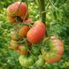 WONDER OF THE EARTH TOMATO