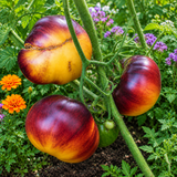 GREAT WHITE BLUES TOMATO