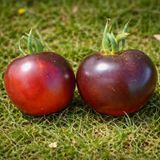 WILD CARD BLUES TOMATO
